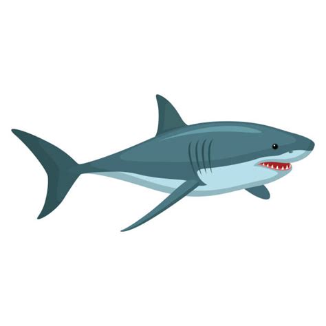 30 200 Shark Stock Illustrations Royalty Free Vector Graphics And Clip