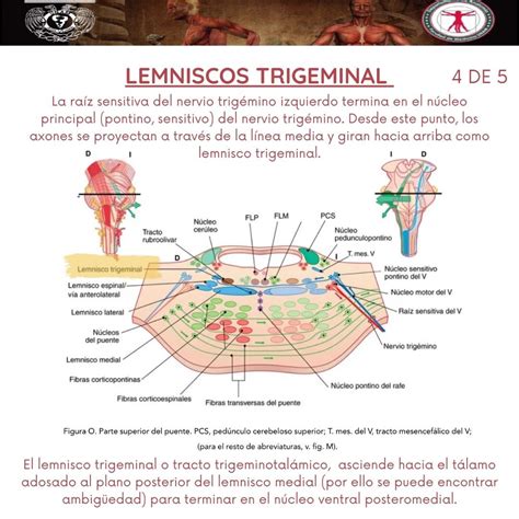 Lemnisco Del Trig Mino