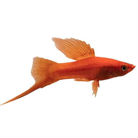 Red Swordtail Fish For Sale Order Online Petco