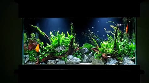 How To Planted Aquarium Tutorial 55 Gallon Aquascape With Discus Youtube