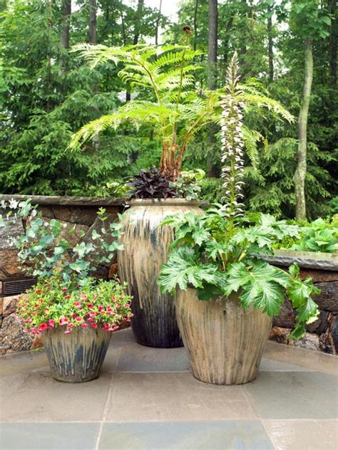 Plants for Your Patio | HGTV