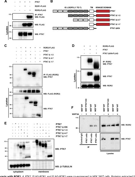 Figure 1 From The PTK7 And ROR2 Protein Receptors Interact In The