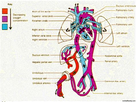 The fetal circulation pptx - د.وداد - Muhadharaty