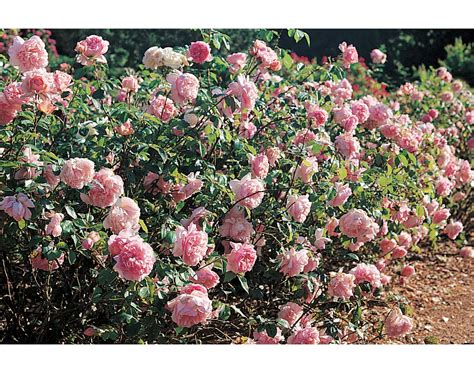 Distance De Plantation Des Rosiers Roses Guillot