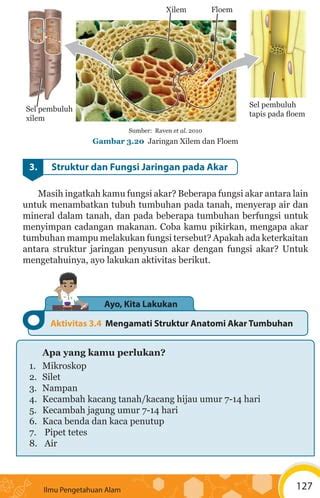 Ipa Kd Struktur Dan Fungsi Jaringan Tumbuhan Pdf