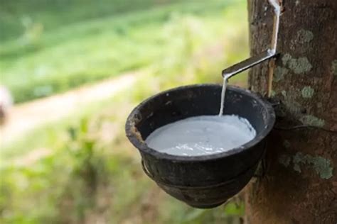 Bukan Nganjuk Atau Pacitan Ini 3 Kabupaten Penghasil Karet Terbesar Di