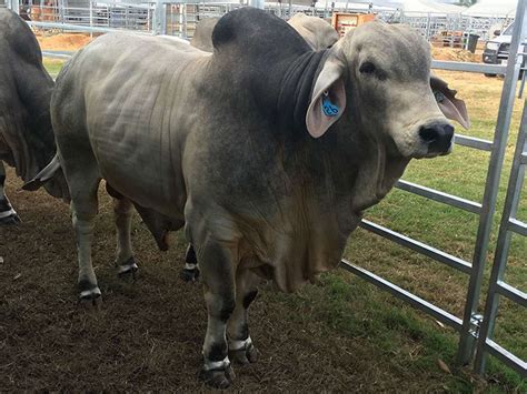 KENNILWORTH PP Gipsy Plains Brahmans