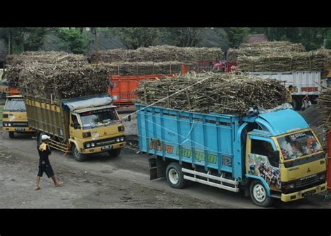 Produksi Gula Nasional Antara Foto