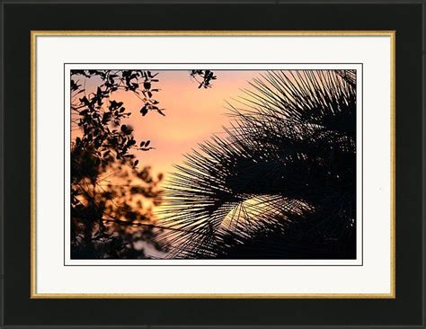 Tropical Sky With Palm Fronds Framed Print By Roy Erickson Framed