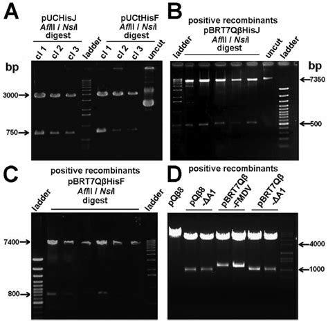 Agarose Gel Electrophoresis Of The RNA Display System Vector