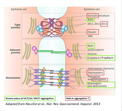 Composition Des Grands Types De Jonctions Intercellulaires