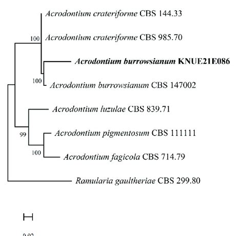 Maximum Likelihood Phylogenetic Analysis Of Combined Internal