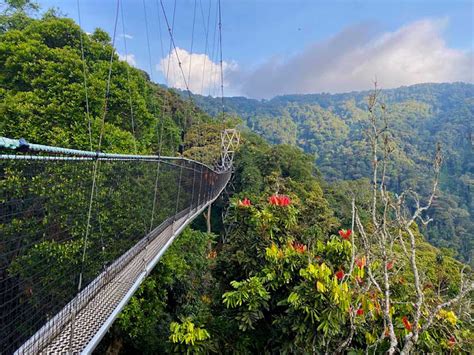 Days Chimpanzee Trekking In Nyungwe National Park