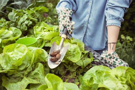 How To Deal With Snails And Slugs In The Garden Naturally And Safely