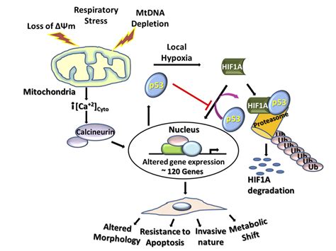 Penn Team Finds Mitochondrial Stress Induces Cancer Related Metabolic