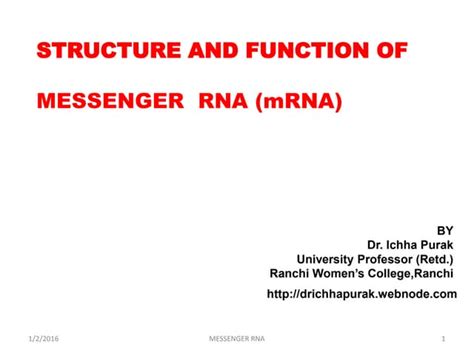 Structure And Function Of Messenger Rna Mrna Ppt