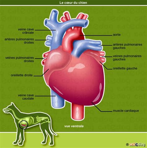 Anatomie appareil cardiovasculaire chien Conseils vétérinaires