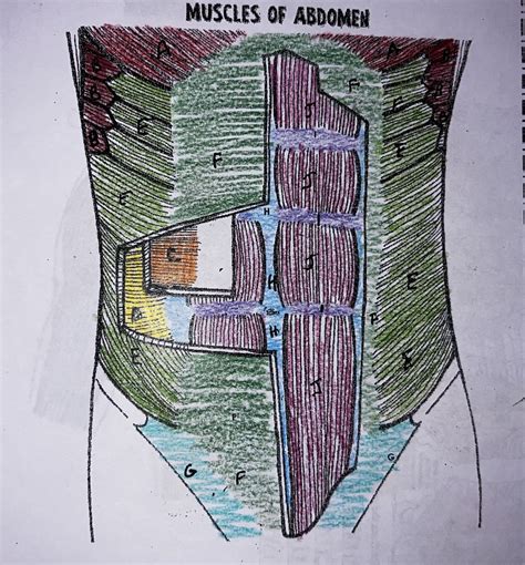 Muscles Of Abdomen Diagram Quizlet