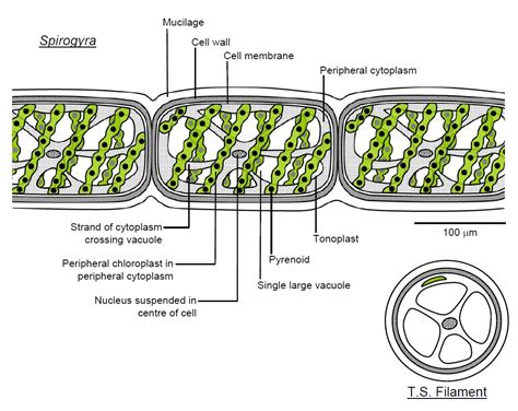 Algae Diagram Labeled