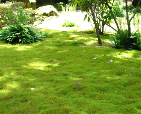 Irish Moss Grass Seeds Garden Landscape - Etsy Australia