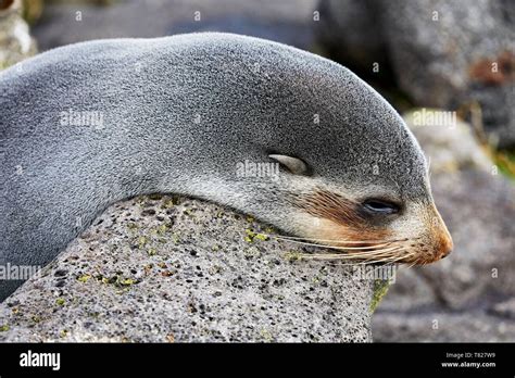 Subantarctic Fur Seal | NatureRules1 Wiki | Fandom