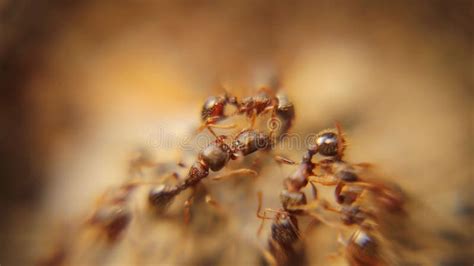 Ant War Between Colonies Of Ants Battle Of Ants Crowds Army