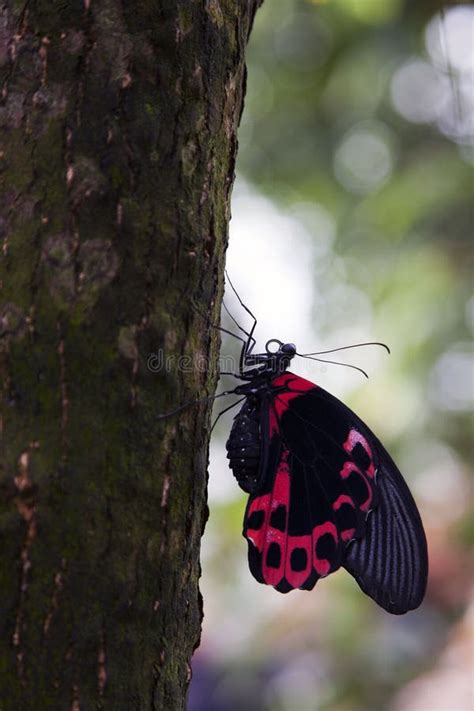 Mariposa Del Cartero En Tronco De Rbol Imagen De Archivo Imagen De