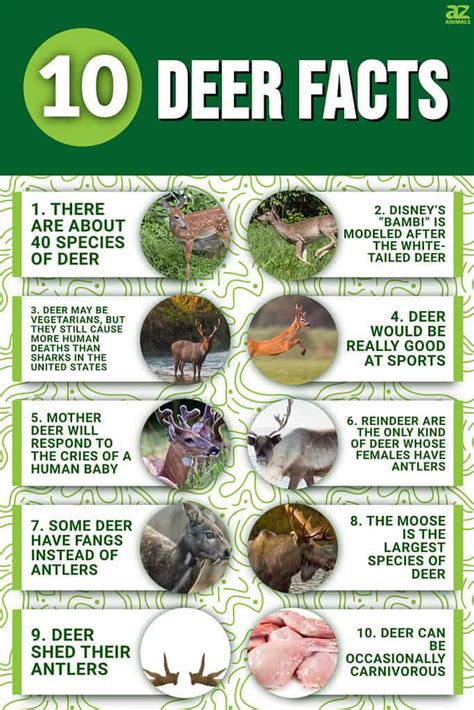 10 Incredible Deer Facts - A-Z Animals