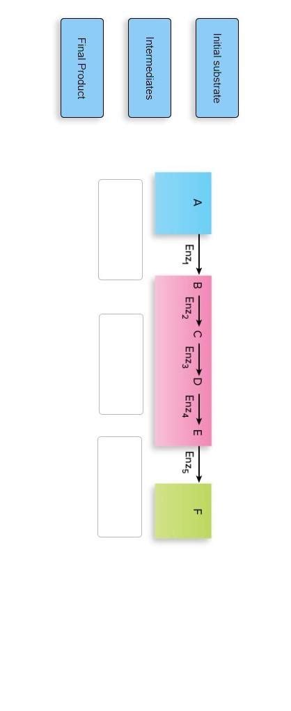 Solved Initial substrate Final Product | Chegg.com