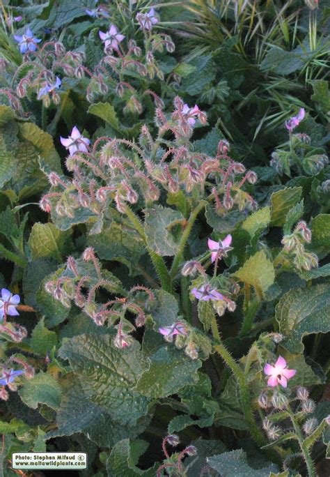 Borago Officinalis Common Borage MaltaWildPlants The Online