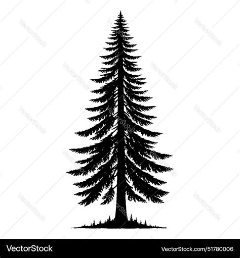 Slender Conifer Pine Tree Silhouette Royalty Free Vector