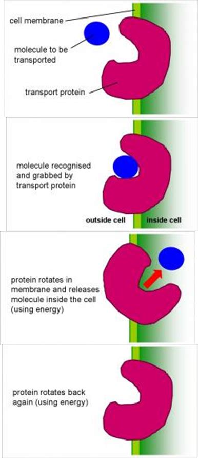 Diffusion Osmosis And Active Transport Mind Map