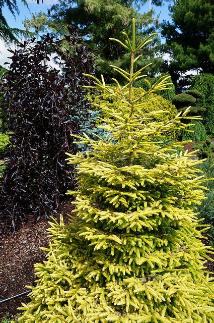 Picea Orientalis Skylands Seedling Plants Seedlings Trees