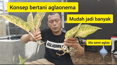 Konsep Bertani Mudah Dan Cepat Jadi Banyak Ala Semi Aglao Aglonema