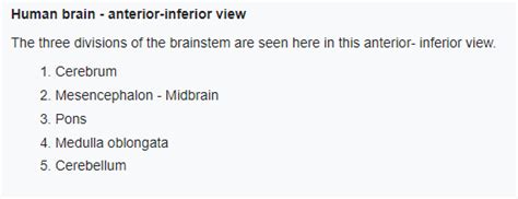 Mesencephalon Midbrain Impact Of Brain Injury Per Brain Area