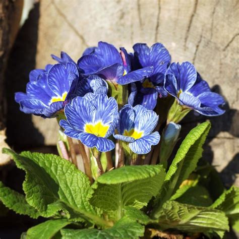 Pierwiosnek Bez Odygowy Pierwiosnek Zwyczajny Primula Vulgaris