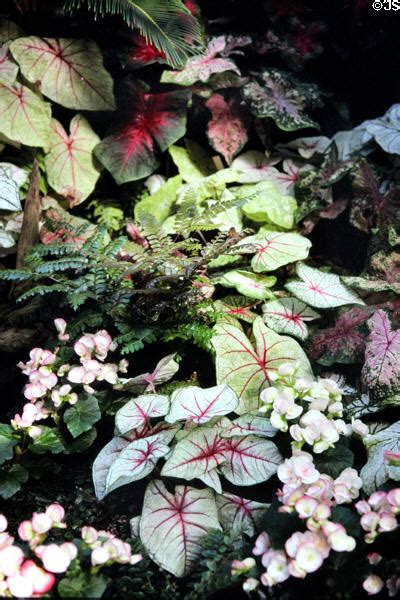 Tropical Plants At Palm Gardens Frankfurt Am Main Germany