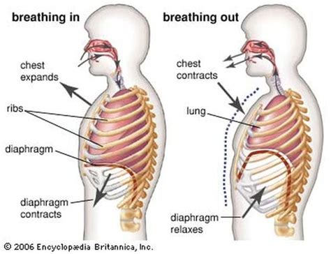 Stop Trying to "Use Your Diaphragm" - Arden Kaywin Vocal Studio