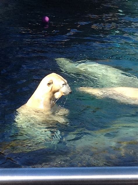 Polar Bears, San Diego Zoo | San diego zoo, Polar bear, Animal sanctuary