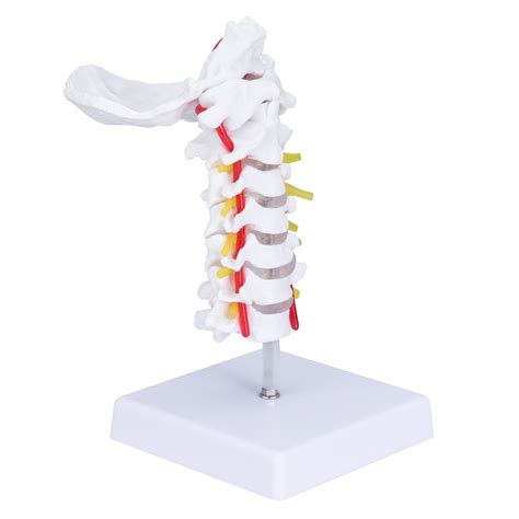 LVCHEN Cervical Vertebra Model Cervical Spine Model With Posterior