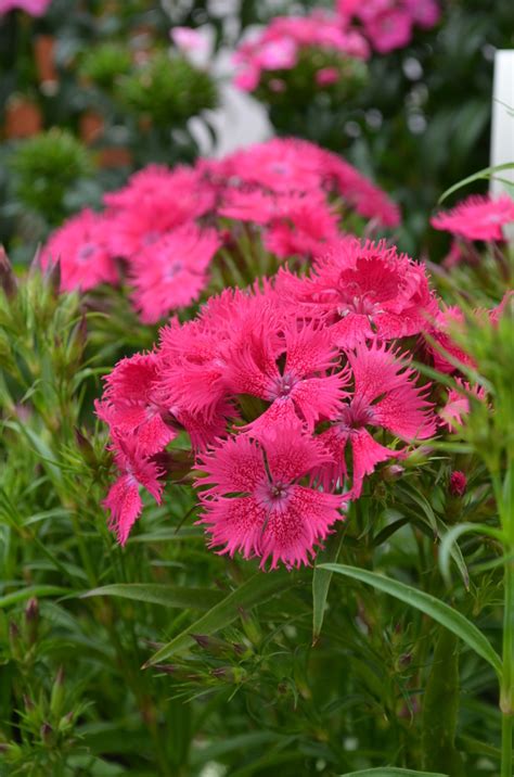 Dianthus Bouquet™ 'Rose' Dianthus, Pinks | Garden Center Marketing