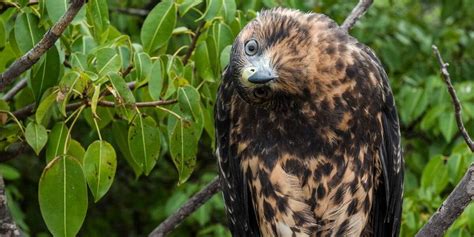 Galapagos Hawk | Go Galapagos