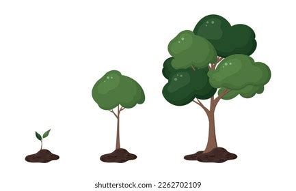 Stages Home Plant Growth Seeds Shoot Stock Vector (Royalty Free ...