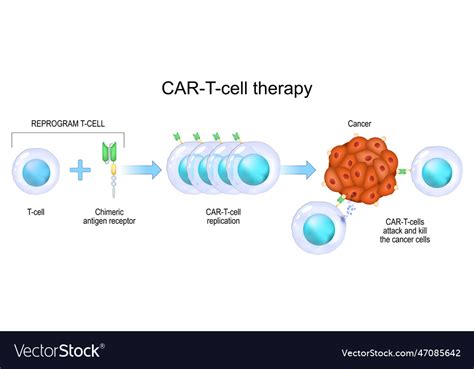 Car T Cell Therapy Cancer Immunotherapy Royalty Free Vector