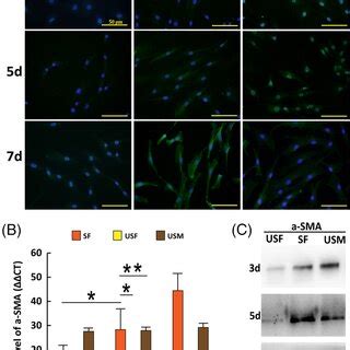 Detection of αSMA expression in cells at different time A αSMA