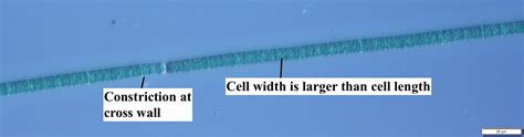 Phormidium - Cyanobacteria Guide