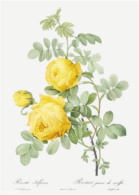 vintage sulphur rose drawing    cc attrib flickr