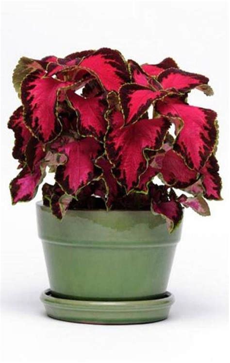 100 Bulk Coleus Seeds Chocolate Covered Cherry Pelleted Seeds Easy