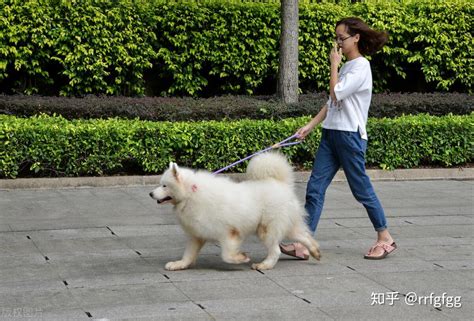 从遛狗时间，就能看出你养什么狗！你一般几点遛狗呢？ 知乎