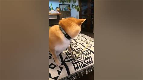 名前を呼んだら全力で返事する柴犬きゅうりのおかげ Youtube